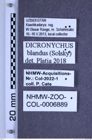 Etiketten zu Dicronychus blandus (Solsky, 1881) (NHMW-ZOO-COL-0006889)